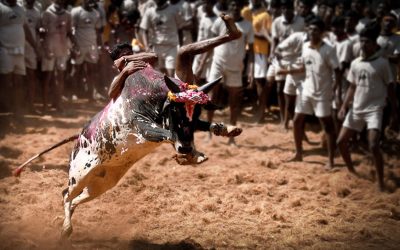 Jallikattu Festivals